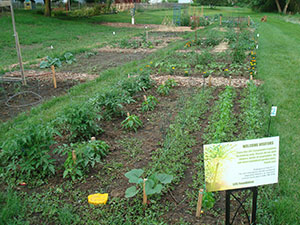 The newly tilled and planted community garden in Cross Plains’ Zander Park.