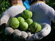 harvested tomatillos 