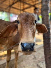 Water Buffalo