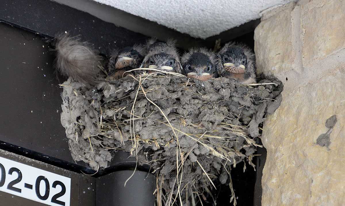 2017-WREN-Convocation46-a